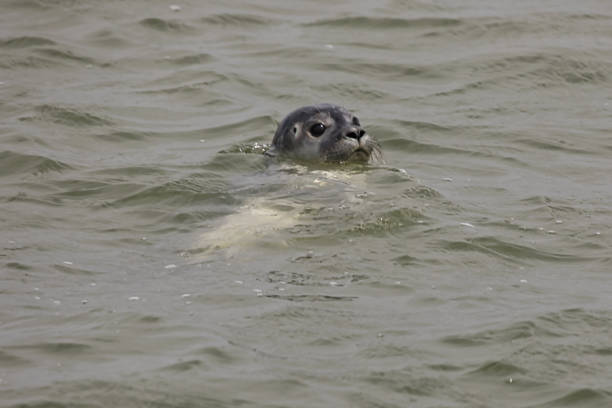 Germany, Pellworm, July 2022, Seals in the Wadden Sea