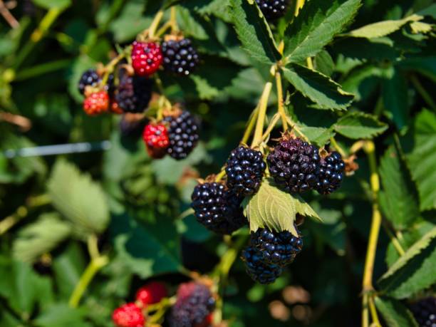 istock Blackberries in Kansas - Mostly Ripe 1409540891