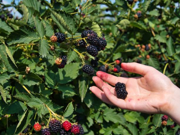 istock Hand Picking Delicious Organic Blackberries in KS 1409540909