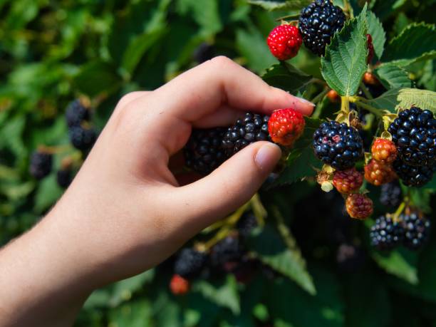 istock Hand Picking Delicious Organic Blackberries in KS 1409540968