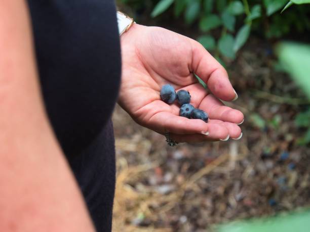 istock Girl holding Fresh Handpicked Organic Blueberries 1409541347