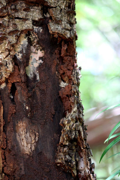 istock Termites have eaten the trunk of the tree. 1409541612