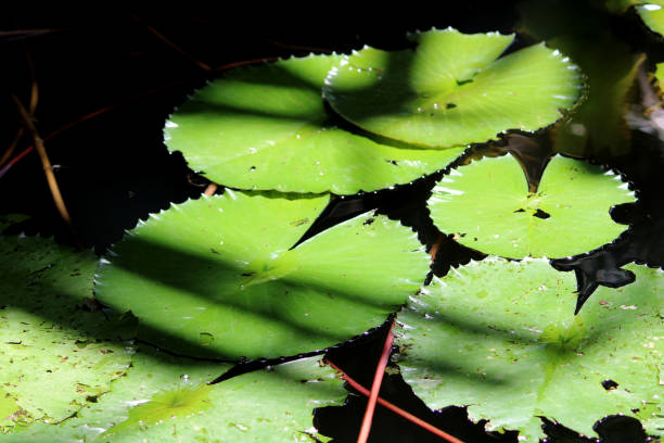istock A water lily leaves in a pond. 1409541651