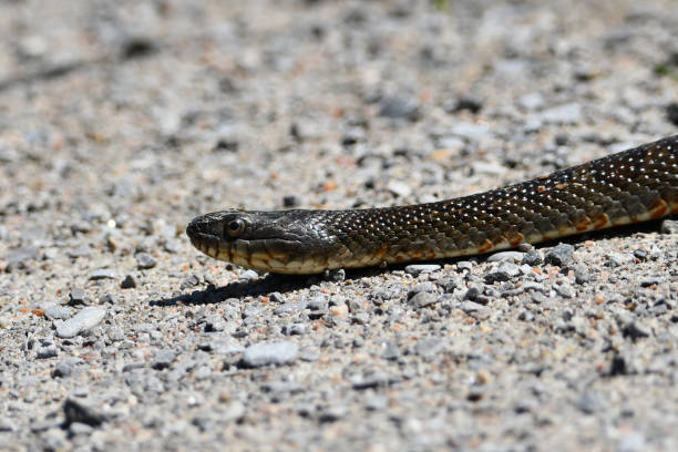 istock Northern Common water snake 1409541687
