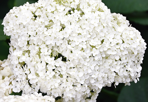 Closeup of big white flower.