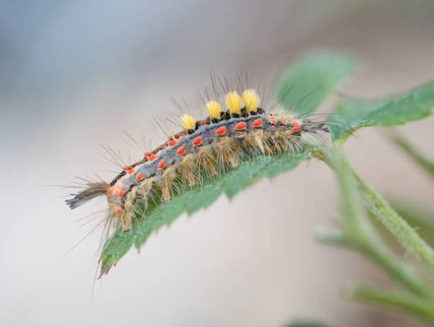 istock A colorful predator of a butterfly crawls over a leaf. 1409542579