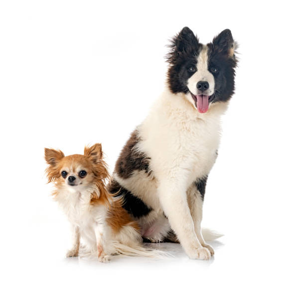 istock young Yakutian Laika and chihuahua 1409543080