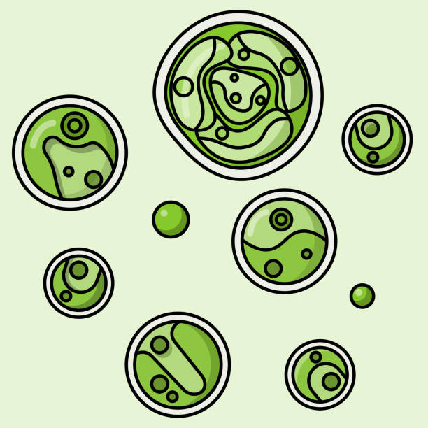 ilustraciones, imágenes clip art, dibujos animados e iconos de stock de chlorella con célula hija - chlorophyll