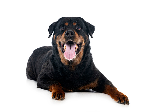 purebred old rottweiler fourteen year  in front of white background