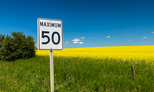 A speed limit sign in front of a field of canola in bloom.