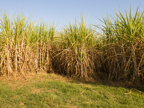 Photo of sugarcane plantation.
