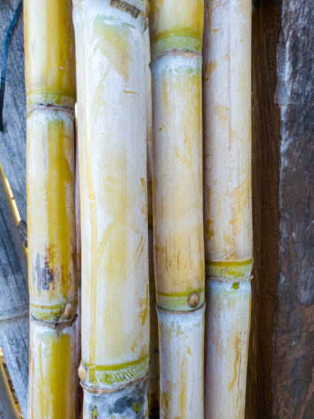 Sugarcane stock photo