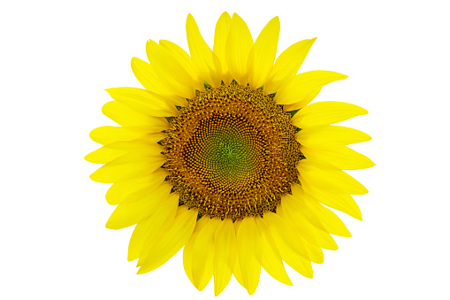 Sunflower isolated on the white background with clipping path