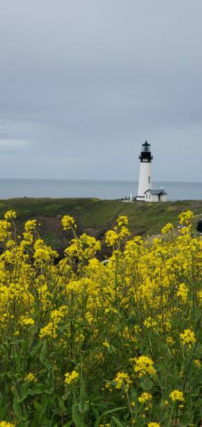 istock Yaquina lighthouse with yellow wildflowers 1409546410