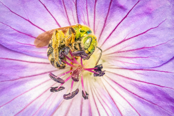 Small solitary bee gathering pollen on a geranium flower stock photo