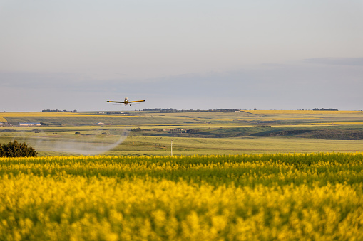 A crop dusting plane flies low over a field of canola at dusk. Focus is on the plane and distant ridge.