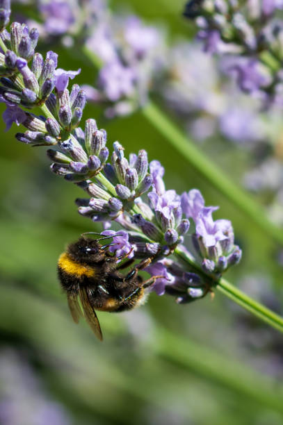 istock White tailed bumblebee collecting pollen from lavender flowers 1409548914