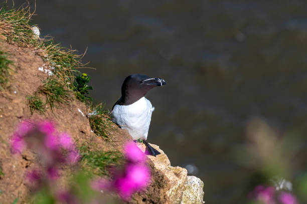 istock Razorbill bird, Alca torda, perched on cliff edge 1409548936