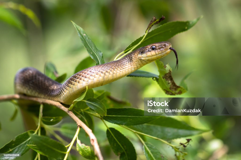 Aesculapian snake (Zamenis longissimus) Aesculapian snake,  climbing on tree. Wild animal. Snake Stock Photo