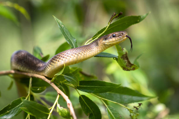 Aesculapian snake (Zamenis longissimus) Aesculapian snake,  climbing on tree. Wild animal. hissing photos stock pictures, royalty-free photos & images