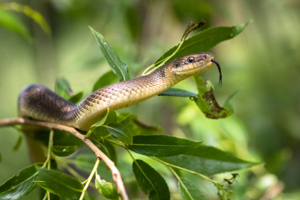 Aesculapian snake (Zamenis longissimus) Aesculapian snake,  climbing on tree. Wild animal. herpetology stock pictures, royalty-free photos & images