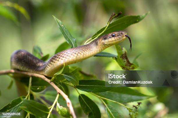 Aesculapian Snake Stock Photo - Download Image Now - Snake, Forked Tongue, Branch - Plant Part