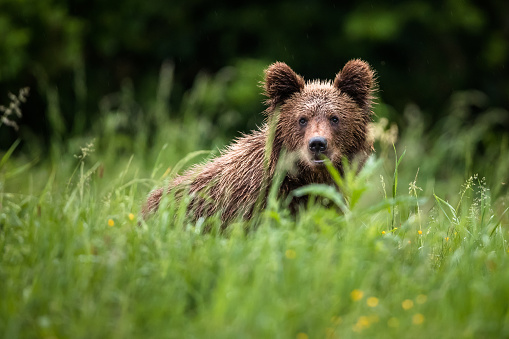 Little bear cub (Ursus arctos). Wild animal.