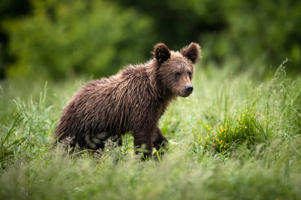 europäischer braunbär (ursus arctos) - bärenjunges stock-fotos und bilder