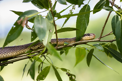 Aesculapian snake,  climbing on tree. Wild animal.