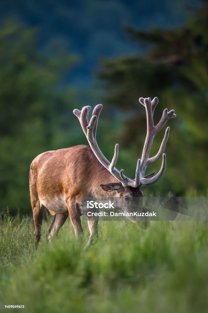 Red deer (Cervus elaphus) Large Carpathian Red deer with big velvet antler.  Wild animal. Vertical photo. Elk Stock Photo