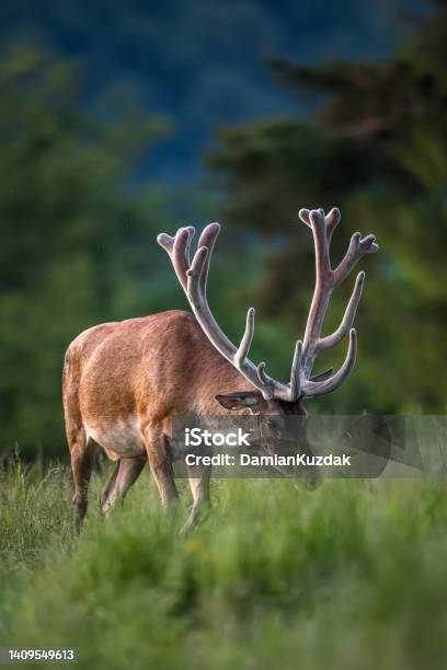 Red Deer Stock Photo - Download Image Now - Elk, Springtime, Agricultural Field