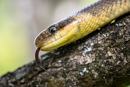 Baron green racer snake reptile on a tree branch