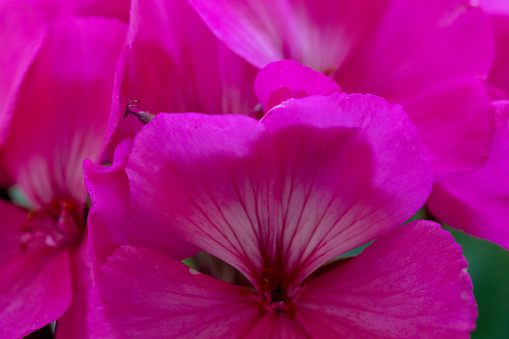 Beautiful flower closeup shot