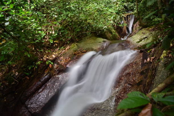 istock River flow and waterfall in the middle of Jungle. 1409551056