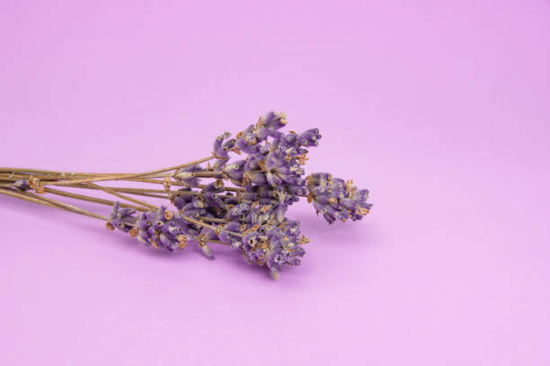 istock Dry lavender flower aroma on the violet background 1409551096