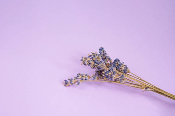 istock Dry lavender flower aroma on the violet background 1409551158