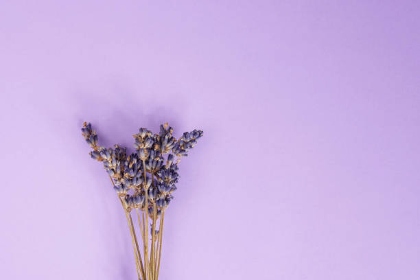 istock Dry lavender flower aroma on the violet background 1409551320