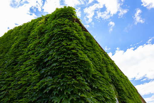 Building covered with green ivy with blue sky.
