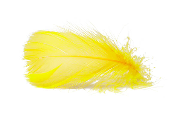 istock Elegant feather fluffy soft isolated on the white background 1409553649