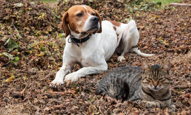 istock beautiful dog and cat plays on the hazelnut 1409553812