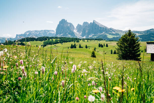 istock Sassolungo, Langkofel mountain group in Dolomites, Italy 1409553879