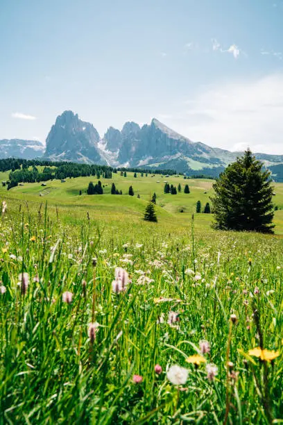 Sassolungo, Langkofel mountain group in Dolomites, Italy. Flowers in the foreground.