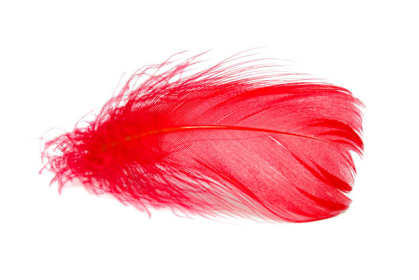istock Elegant feather fluffy soft isolated on the white background 1409553920