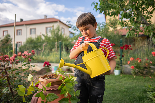 Cute Kid Gardening and Watering Garden While  at Home During Springtime