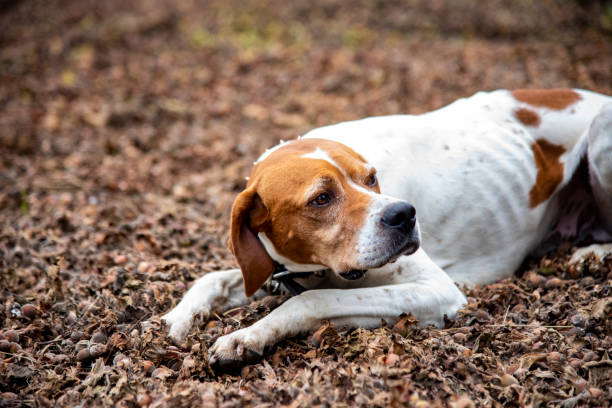 istock beautiful dog plays on the hazelnut 1409554251