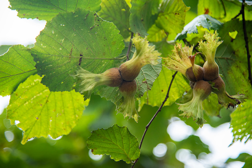Green naturel fresh hazelnuts on tree branches
