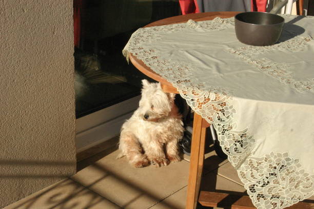 istock Cute puppy under a table in balcony enjoying the sunset 1409556394