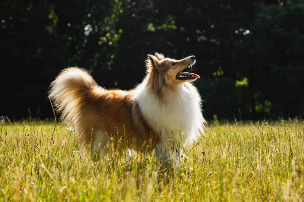 Happy fluffy dog walking in the summer park.