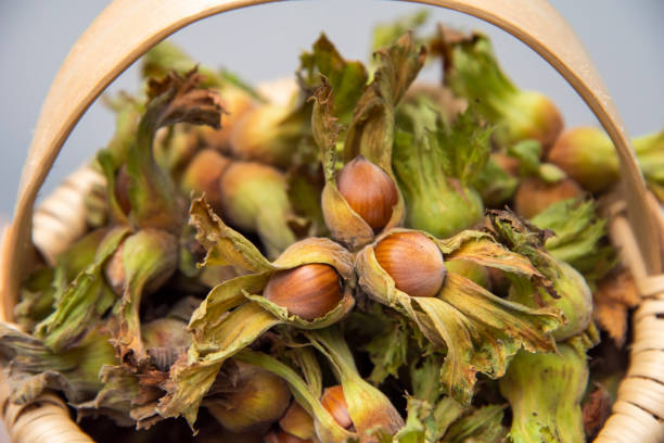 istock Green natural fresh hazelnut n basket 1409557520