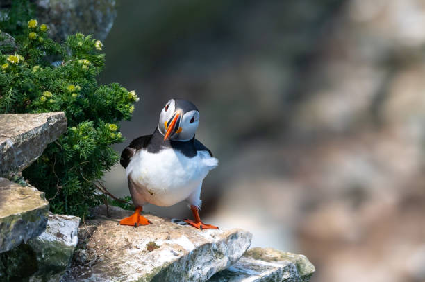 Atlantic Puffin, fratercula arctica, Flamborough Headland, East Riding, Yorkshire Atlantic Puffin, fratercula arctica, Flamborough Headland, East Riding puffin stock pictures, royalty-free photos & images